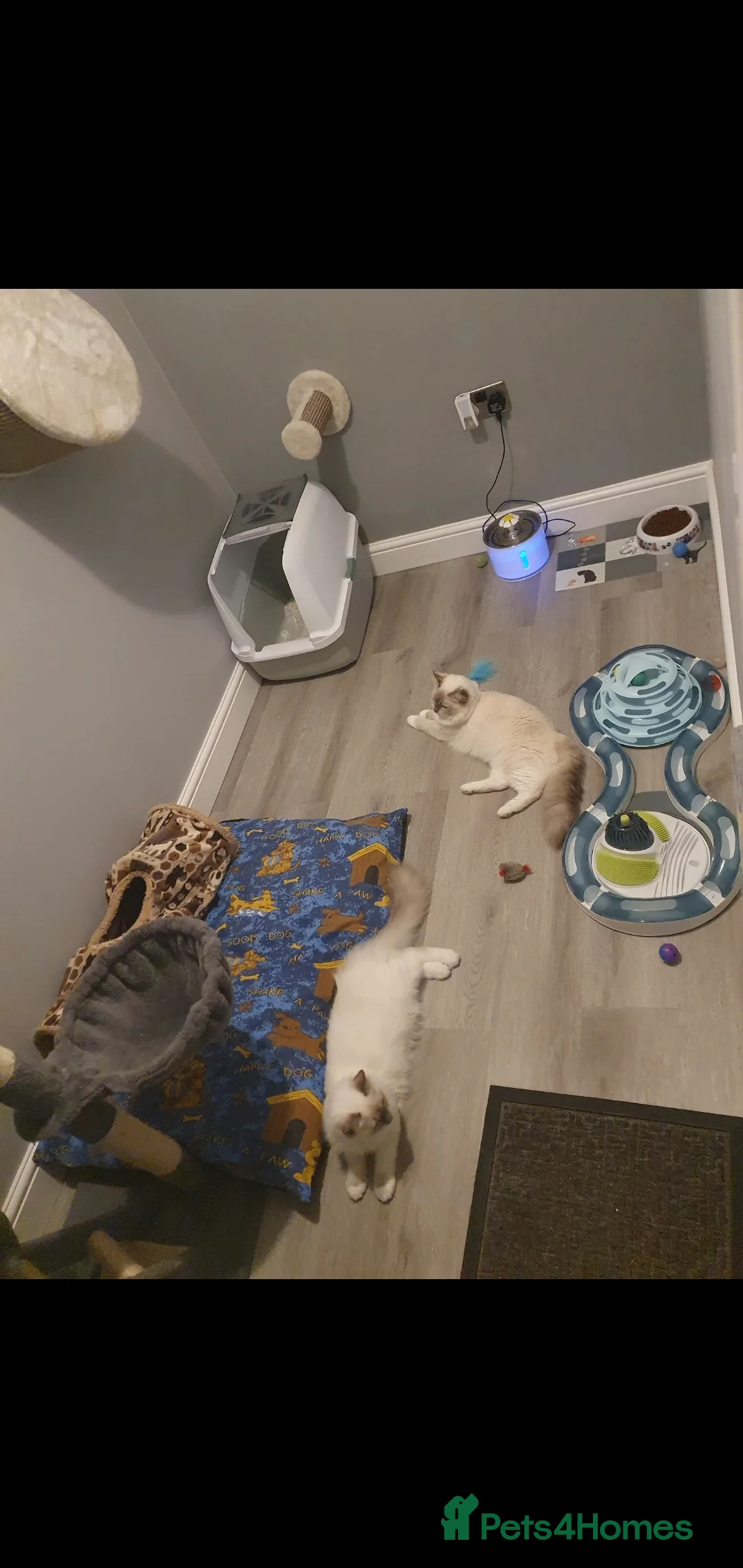 Ragdoll cats for stud: Ragdoll GCCF blue mitted stud LOKI in Wakefield - Advert 7