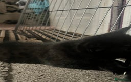 Bengal cats for sale: Half Bengal kittens 1 black majestic  - Advert 10