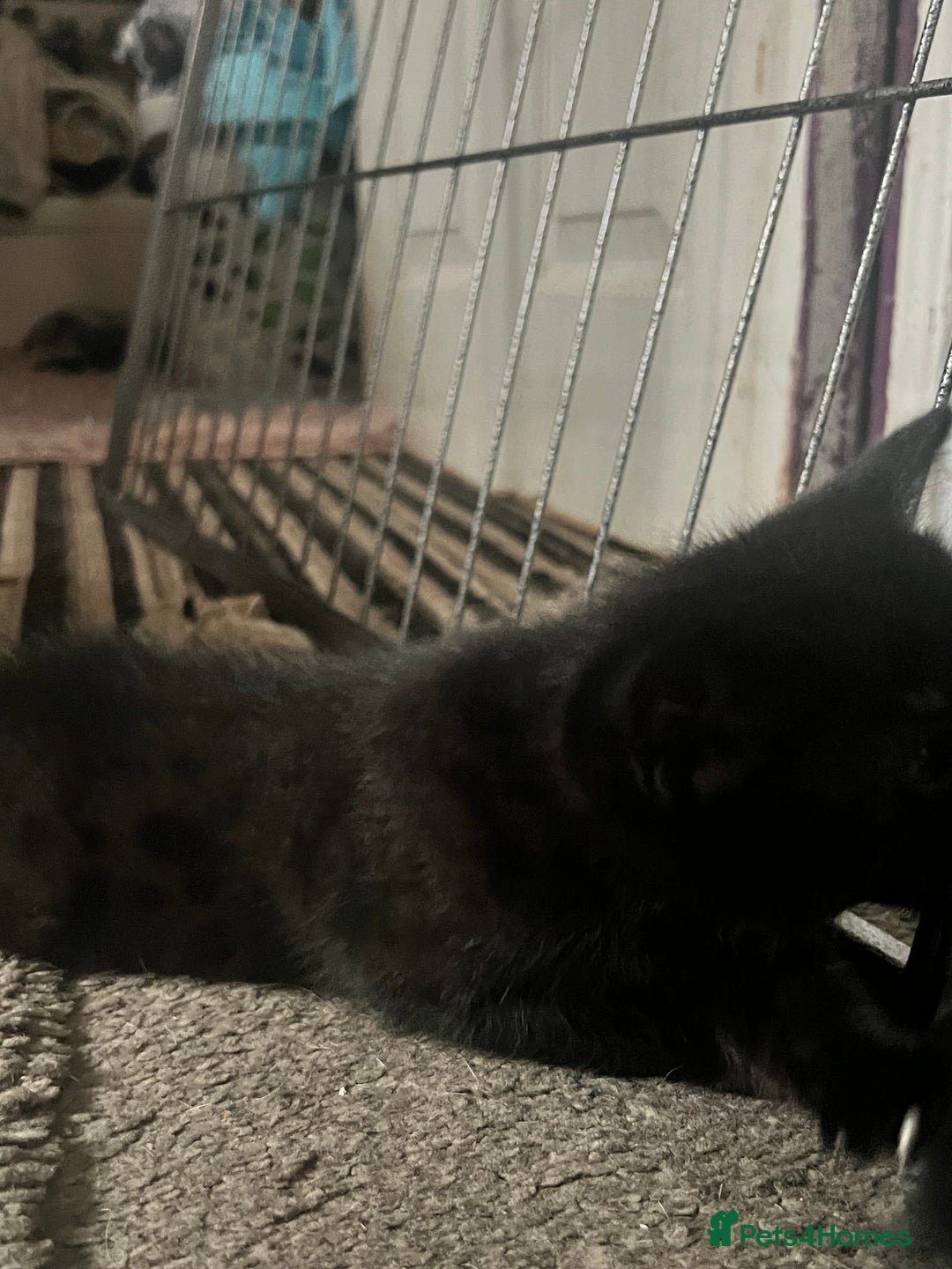 Bengal cats for sale: Half Bengal kittens 1 black majestic  - Advert 10