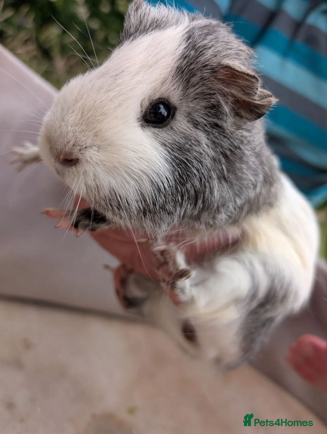 Guinea Pig rodents for sale: Guinea Pigs for sale  in Annan - Advert 2