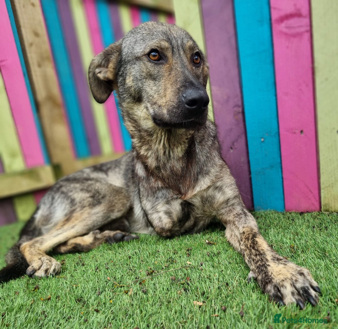 Mixed Breed dogs for adoption: Meet Ronnie  - Image 7