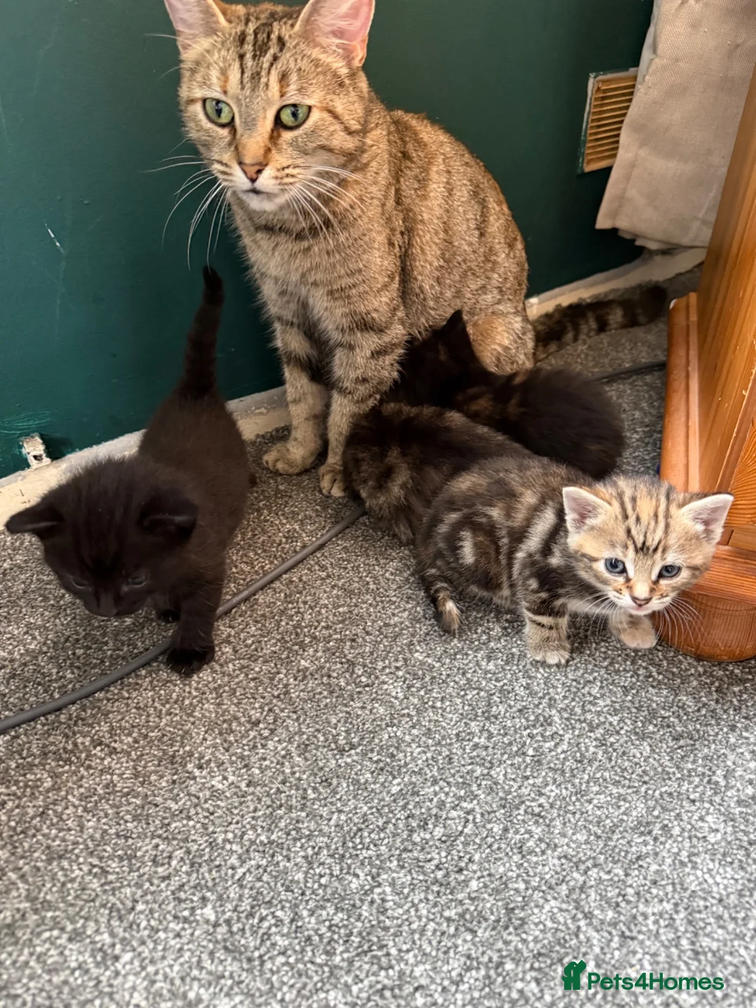 Mixed Breed cats for sale: Beautiful pattered kittens - Advert 2
