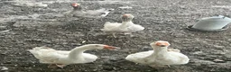 Geese poultry for sale: 5 Embden x Toulouse Geese For Sale - Advert 2