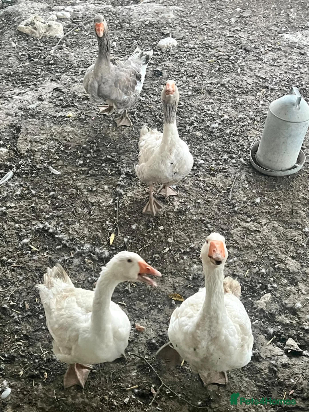 Geese poultry for sale: 5 Embden x Toulouse Geese For Sale - Advert 2