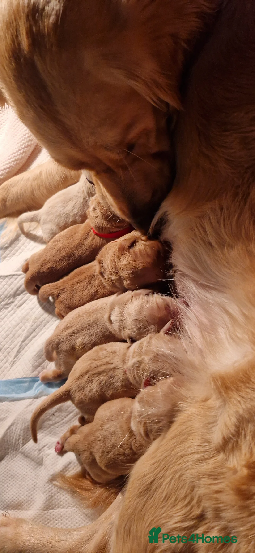 Golden Retriever dogs for sale: Golden Retriever puppies- 3 weeks old - Advert 21
