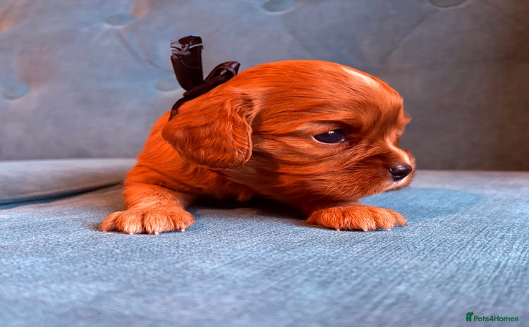 Cavalier King Charles Spaniel dogs - Advert 14