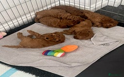Cavapoo dogs for sale: F1B CAVAPOO FOX RED - Image 15