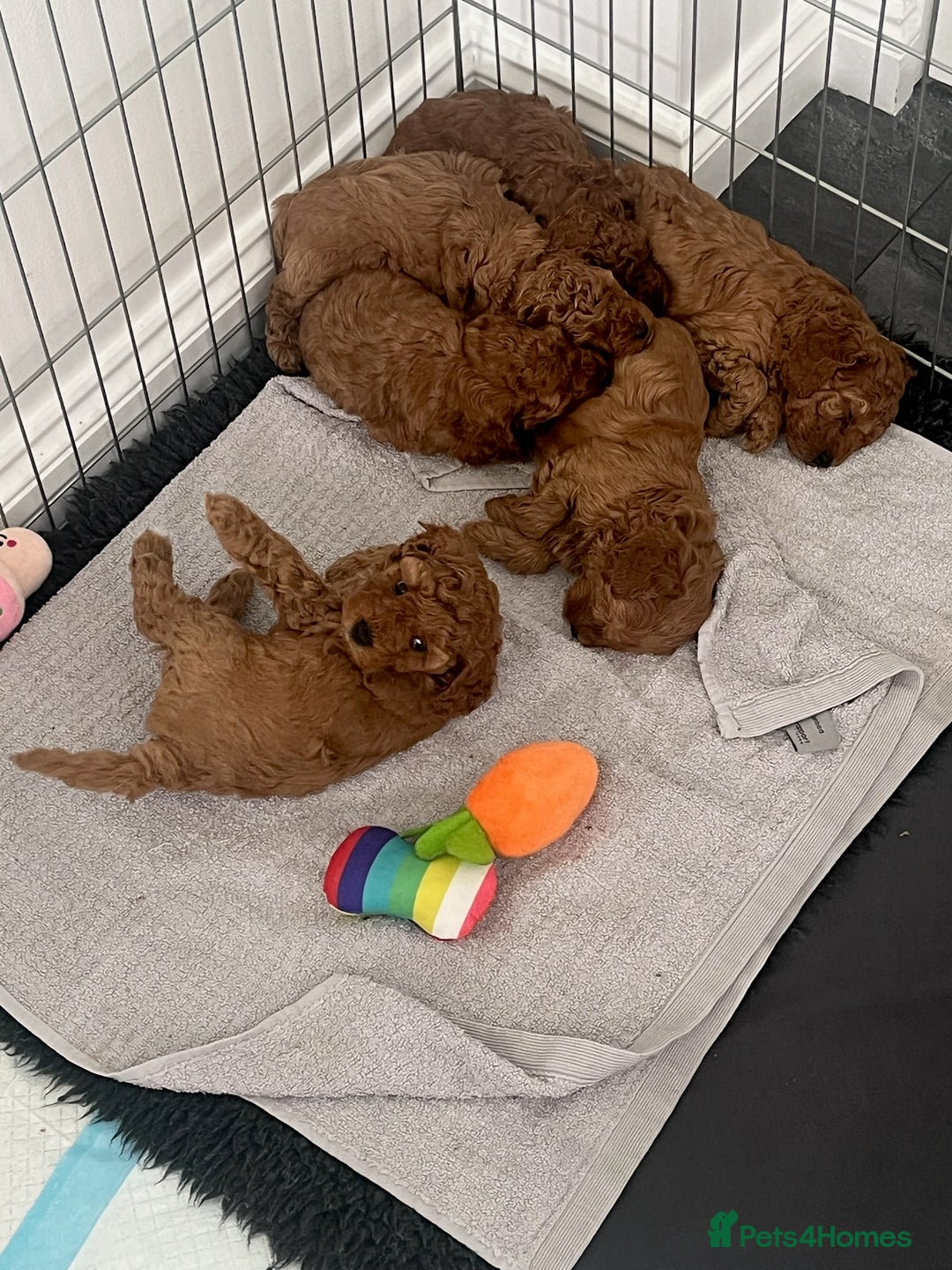 Cavapoo dogs for sale: F1B CAVAPOO FOX RED - Image 15