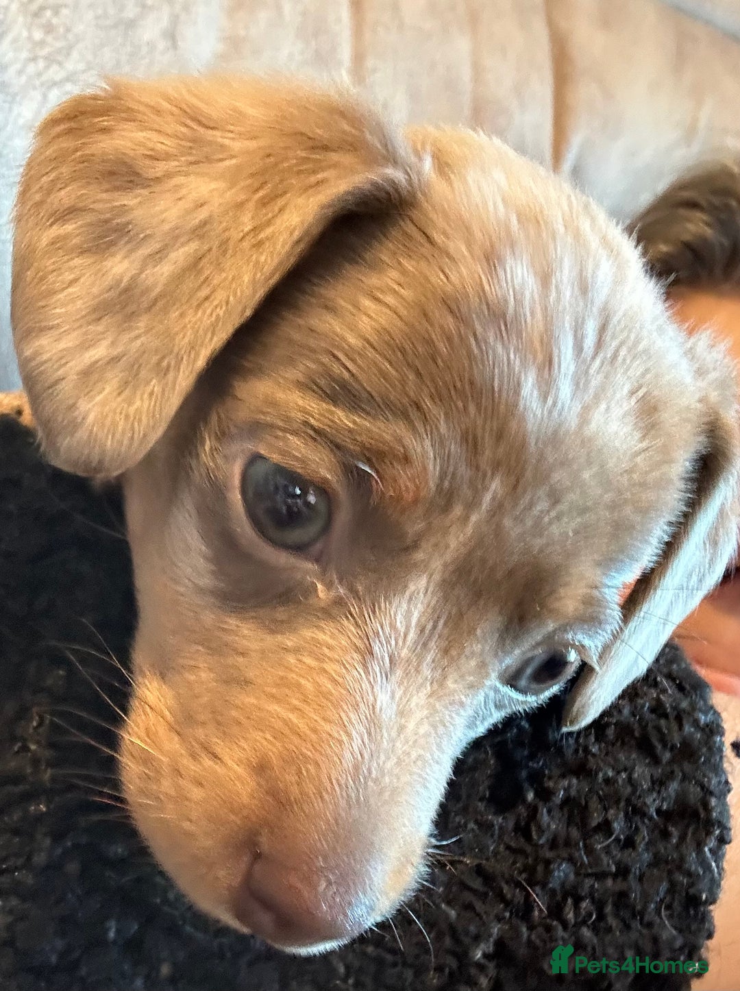 Miniature Dachshund dogs for sale: Dapple Mini Dachshund pup - Advert 6