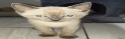 Mixed Breed cats for sale: 🐾READY NOW🐾 SPHYNX X RAGDOLL KITTENS 2 LEFT  - Advert 13