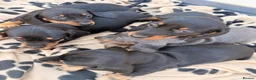 Dachshund dogs for sale: 5 beautiful full bread dachshund for sale  in Newport Pagnell - Advert 5