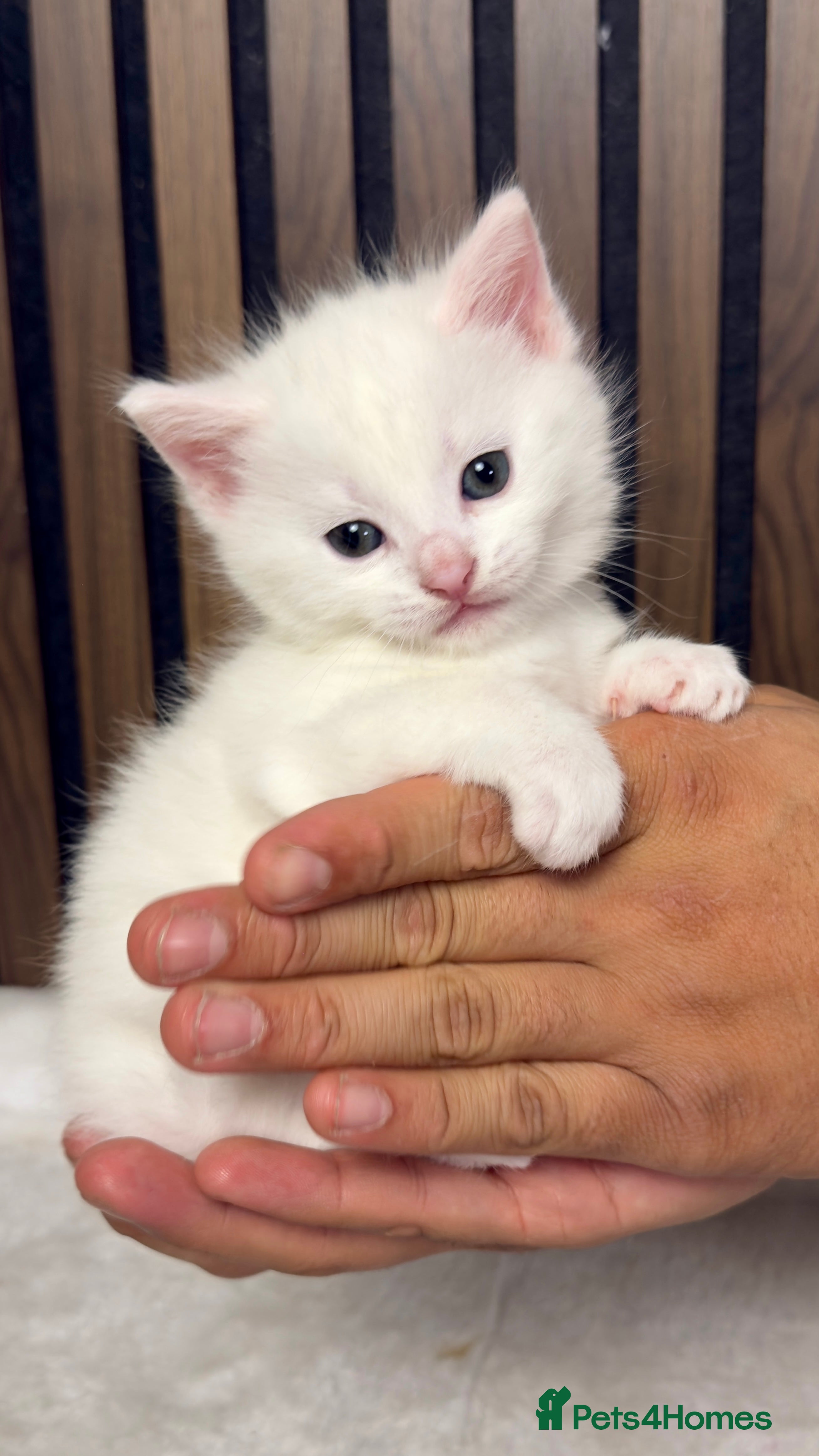 British Longhair cats 6 Fluffy White or Black Kittens | Ready in 3 Days! - Advert 2