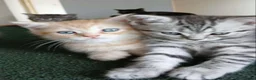 British Shorthair cats for sale: Bsh X Scotish stright kittens. - Advert 5