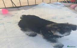 Miniature Schnauzer dogs for sale: 🐾🐶Schnauzer/Schnoodles🐶🐾 - Image 21