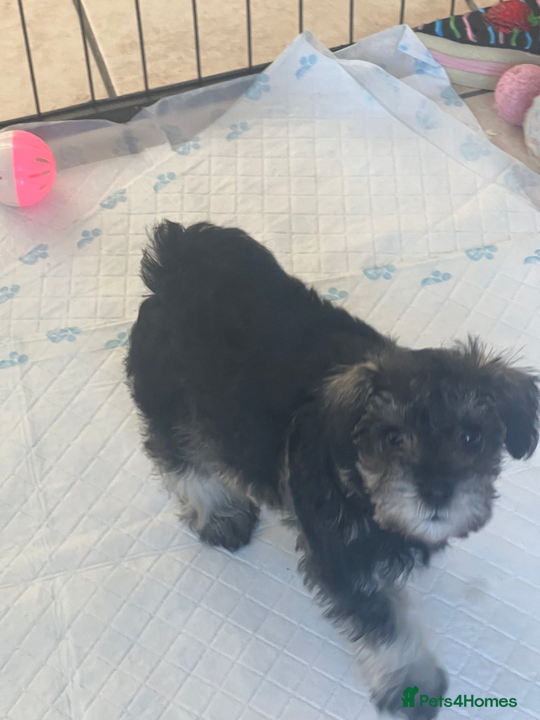 Miniature Schnauzer dogs for sale: 🐾🐶Schnauzer/Schnoodles🐶🐾 - Image 21