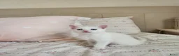 Mixed Breed cats for sale: Kittens Soon Ready for Loving Forever Homes - Advert 8