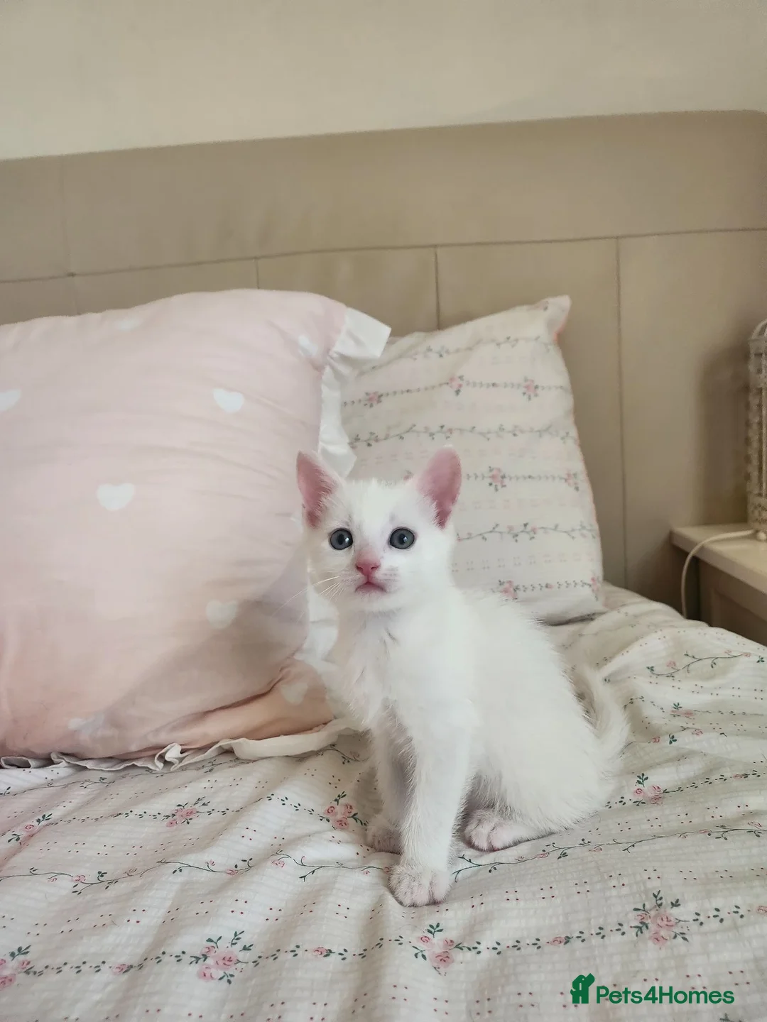 Mixed Breed cats for sale: Kittens Soon Ready for Loving Forever Homes - Advert 8