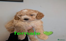 Cavapoo dogs for sale: Cavapoo puppies  - Image 8