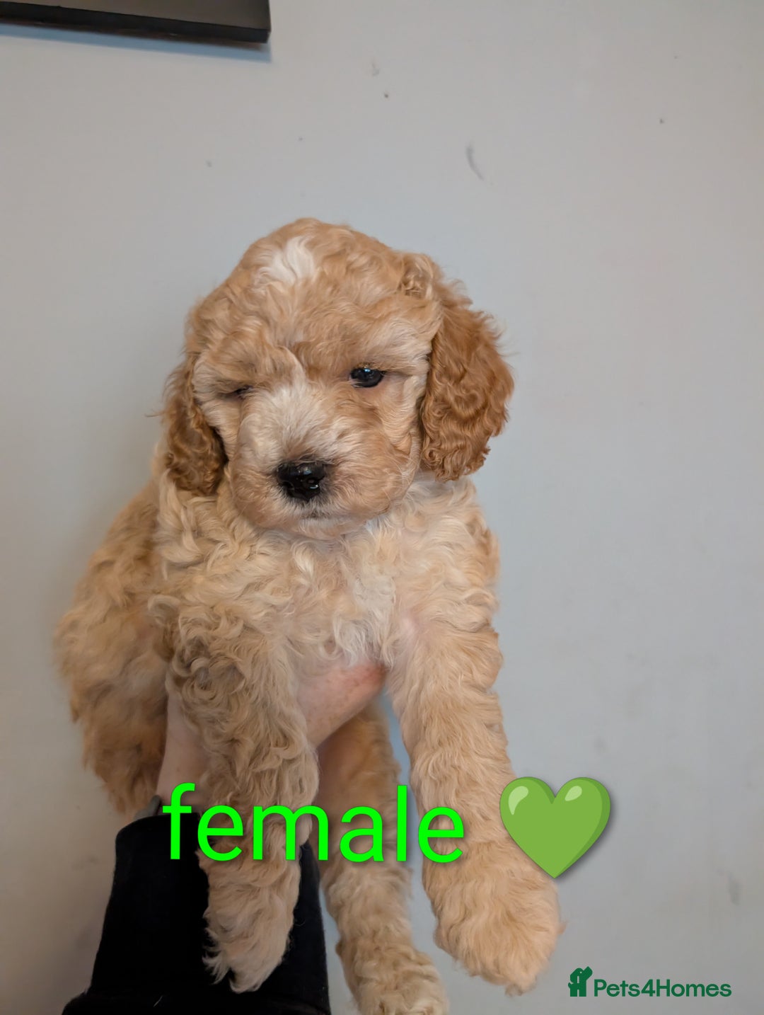 Cavapoo dogs for sale: Cavapoo puppies  - Image 8