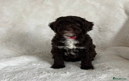 Goldendoodle dogs for sale: Beautiful litter of Goldendoodles  - Image 24