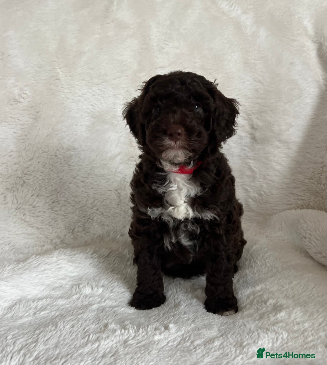 Goldendoodle dogs for sale: Beautiful litter of Goldendoodles  - Image 24