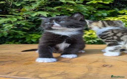 Mixed Breed cats for sale: Tuxedo Kittens - Image 11