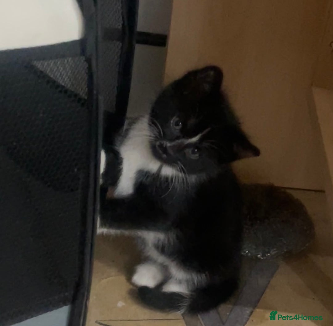 Domestic Shorthair cats for sale: 1 Female Tabby Kitten & 1 Black Tuxedo Male Kitten - Advert 3