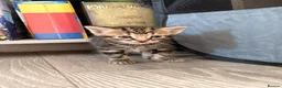 Mixed Breed cats for sale: Three kittens for sale  - Advert 6