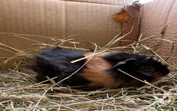 Guinea Pig rodents for sale: Abyssinian Boar Baby, black & tan band & rosettes - Image 9