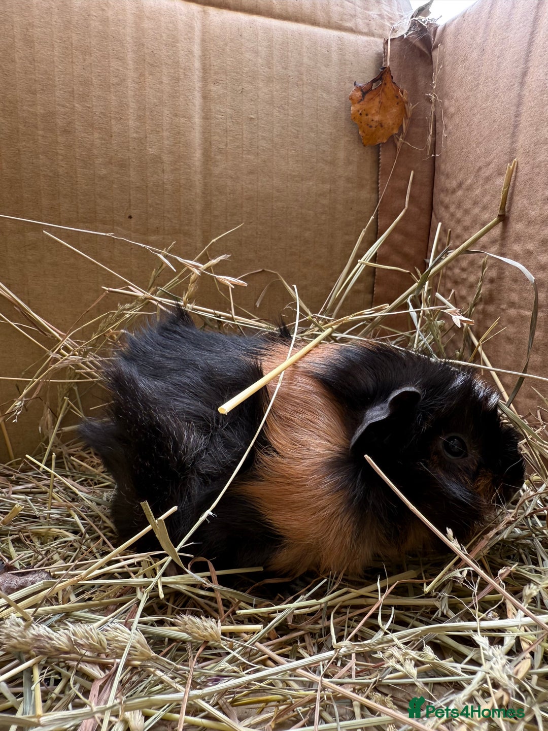 Guinea Pig rodents for sale: Abyssinian Boar Baby, black & tan band & rosettes - Image 9
