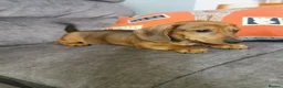 Dachshund dogs for sale: Beautiful Unusual Playful Dachshound pups  - Advert 6