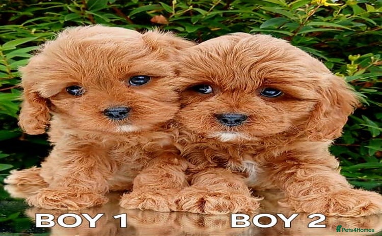 Cavapoo dogs - Advert 15