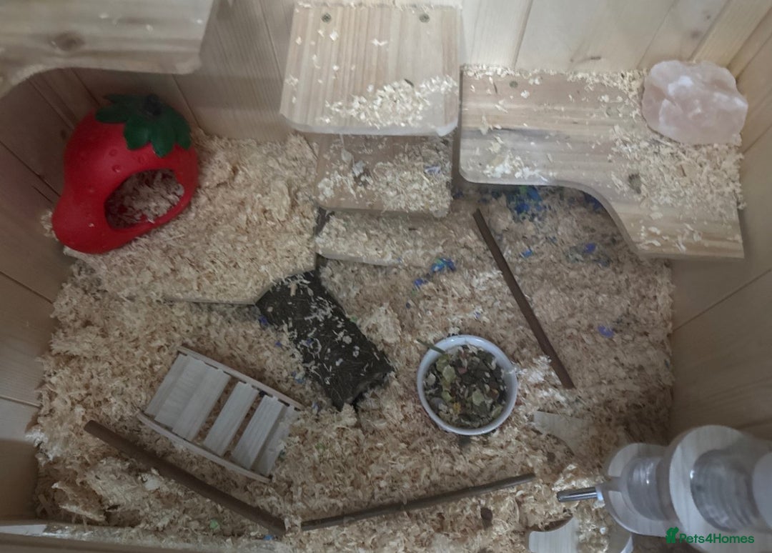 Hamster rodents for sale: Black Syrian hamster - Image 2