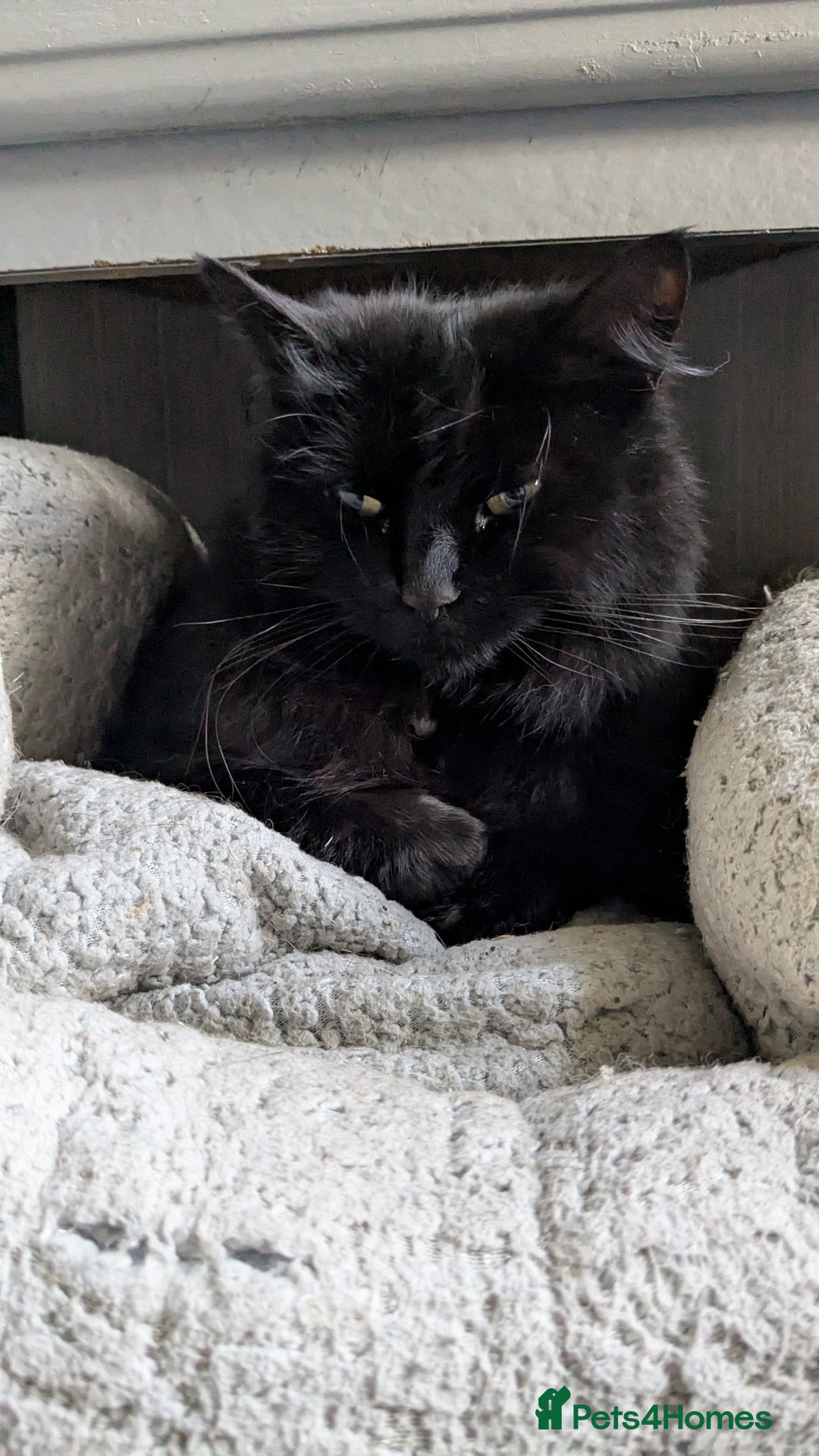 Mixed Breed cats for sale: Loving Home Wanted for Two Bonded Cats - Image 5
