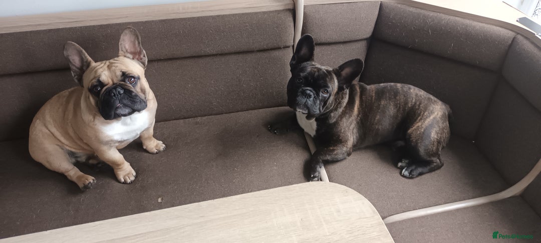 French Bulldog dogs for sale: french bulldog  - Image 2