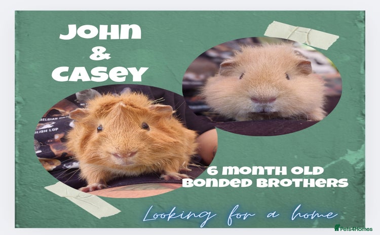 Guinea Pig rodents - Advert 1