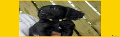 Cocker Spaniel Black Boy