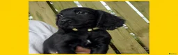 Cocker Spaniel dogs for sale: KC Registered Cocker Spaniels - Advert 12