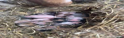 French Lop rabbits for sale: Beautiful French-mini lops in Gloucester - Advert 4