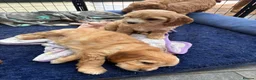 Cavapoo dogs for sale: Beautiful Cavapoo puppies  - Advert 5