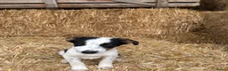 Border Collie dogs for sale: 3 Border Collie Puppies  - Advert 12