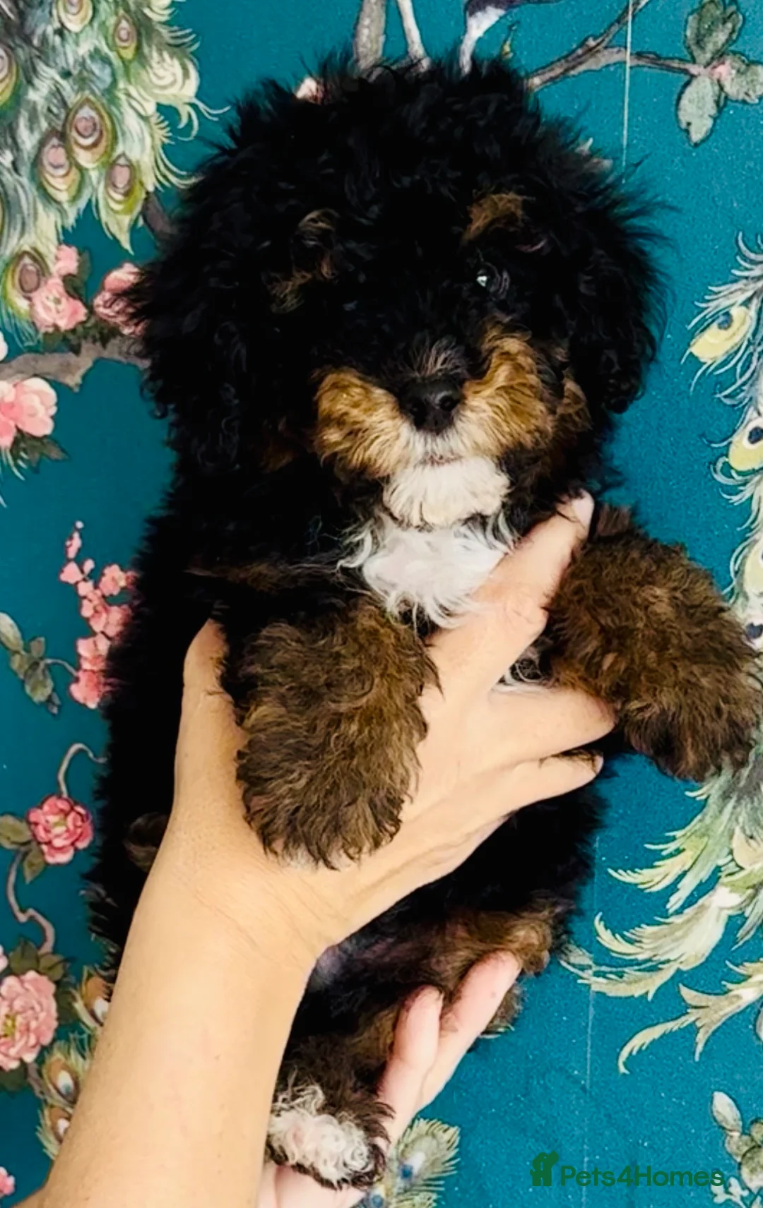 Maltipoo dogs for sale: 💖Last girl left  price reduced 💖 - Advert 2
