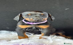 Dobermann dogs for sale: Welcoming the Disco Dobermans litter  - Image 2