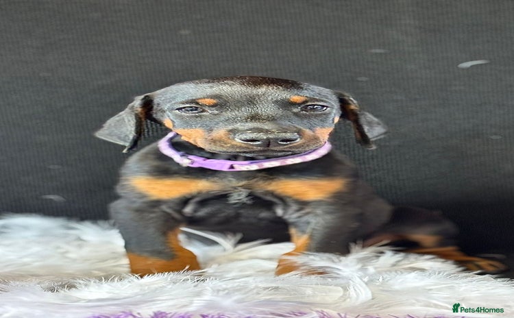 Dobermann dogs - Advert 1