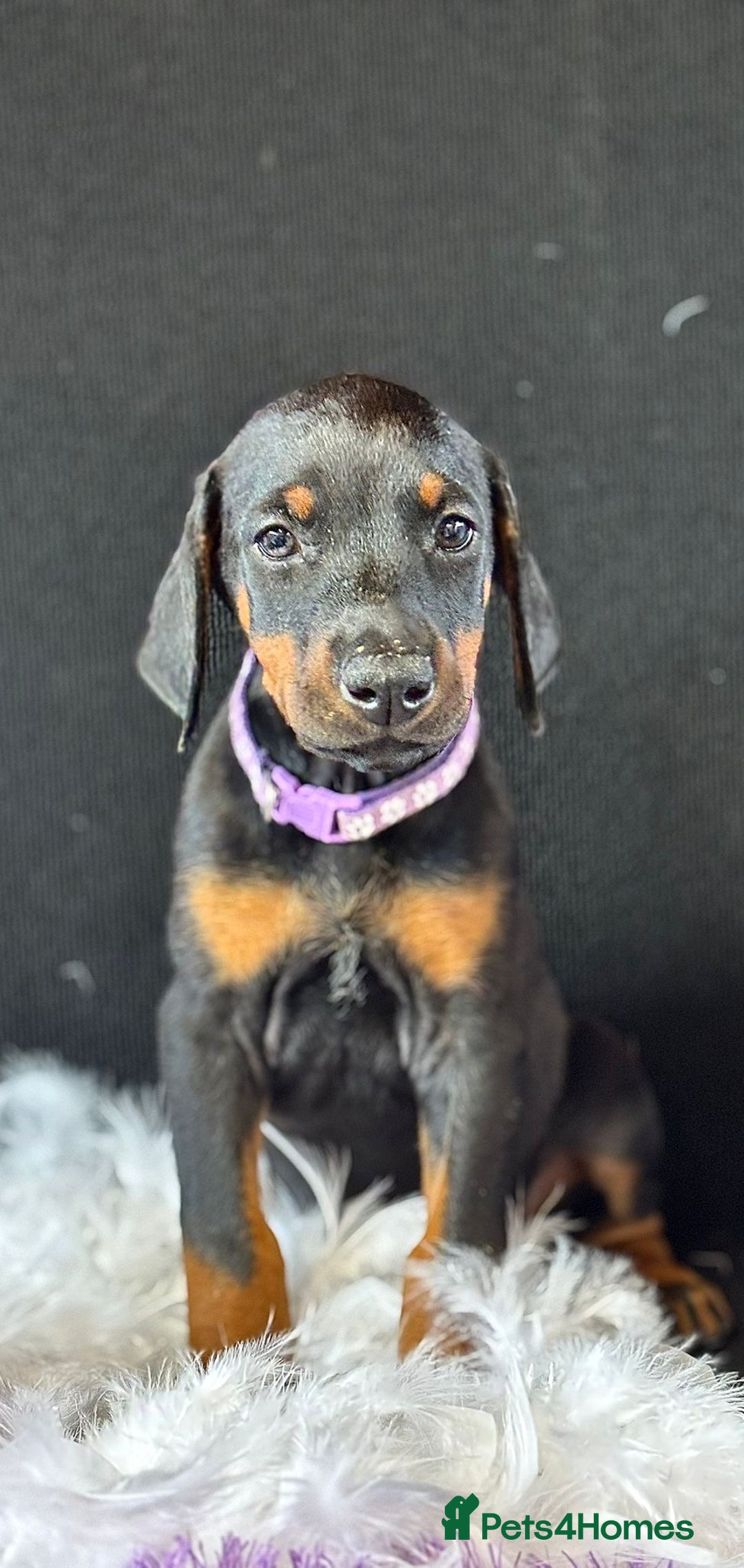 Dobermann dogs for sale: Welcoming the Disco Dobermans litter  - Image 2