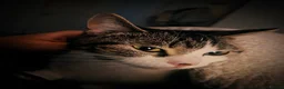 American Shorthair cats for sale: 2 indoor cats - Advert 7