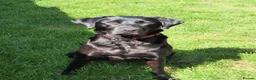Labrador Retriever dogs for sale: KC Registered Labrador Pups  - Advert 3