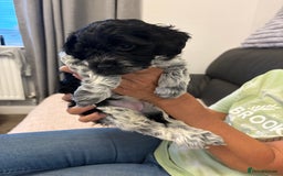 Mixed Breed dogs for sale: Cockapoo cross Poochon  - Image 8