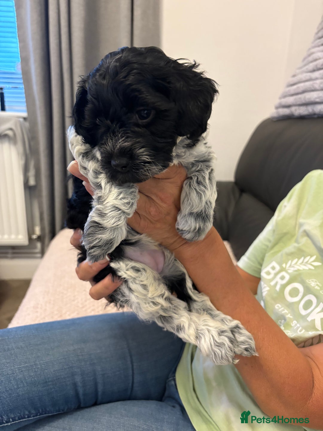 Mixed Breed dogs for sale: Cockapoo cross Poochon  - Image 8