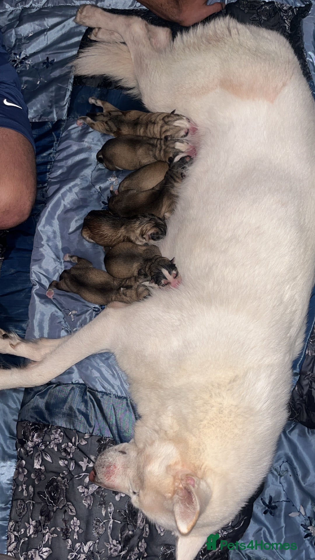 Siberian Husky dogs for sale: Beautiful Husky Pups  - Image 9